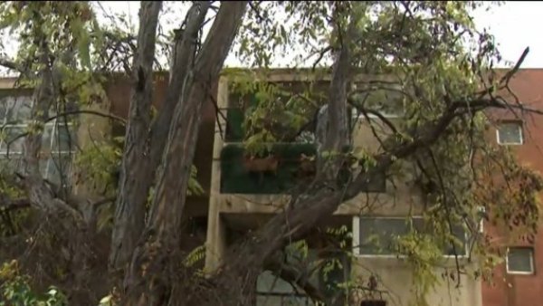 ¡Inminente caída de árbol y pandereta sobre departamentos!
