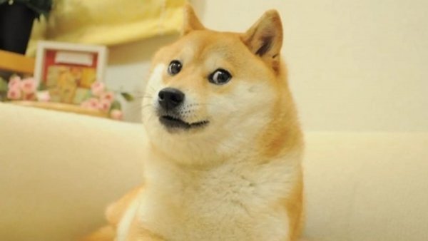 El mundo meme está de luto: Fallece Kabosu, la popular mascota de internet y dogecoins
