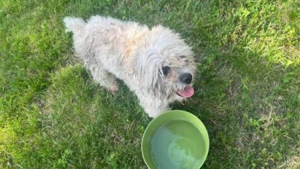 Brutal caso en EE.UU.: Policía mata a perro por creer que tenía rabia y en realidad era sordo y ciego