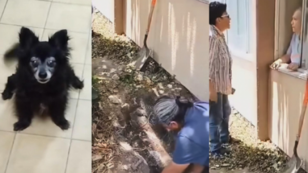 Justicia para "Moni": familia descubre que su perrita perdida estaba enterrada en el patio de su vecina
