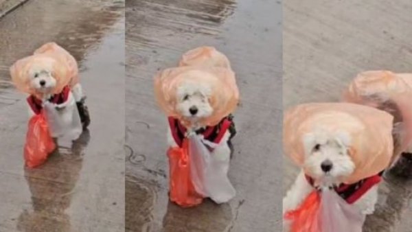 "Adoptado, pero a qué costo": improvisan traje con bolsas para que perrito pueda estar en la lluvia