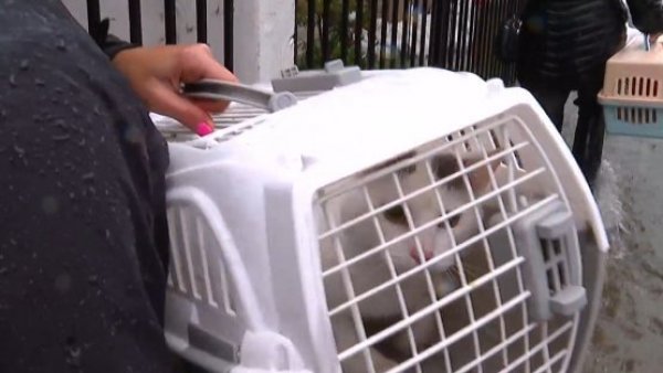 Rescatan a gatitos desde casas inundadas en Los Ángeles

