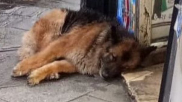 Denuncian a hombre que durante las lluvias le "quitó" su casa a perrito en Valparaíso