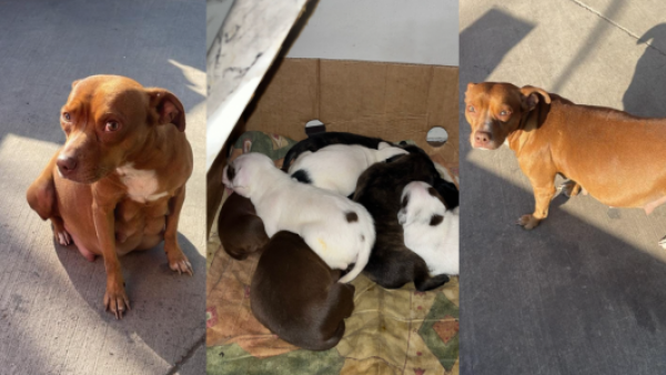 Triste suceso en Recoleta: perrita atropellada deja a ocho cachorros huérfanos