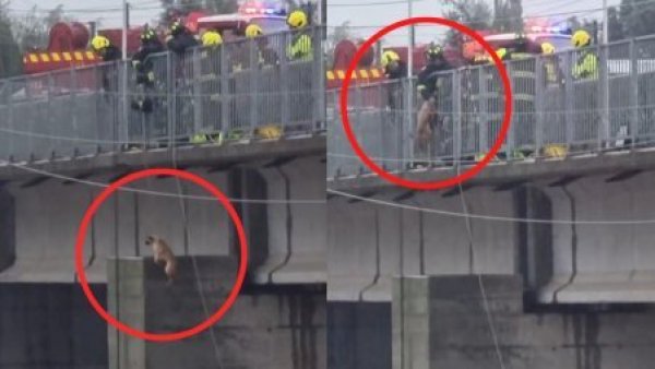 Perrito es rescatado con arnés en intenso operativo por crecida de río en Limache

