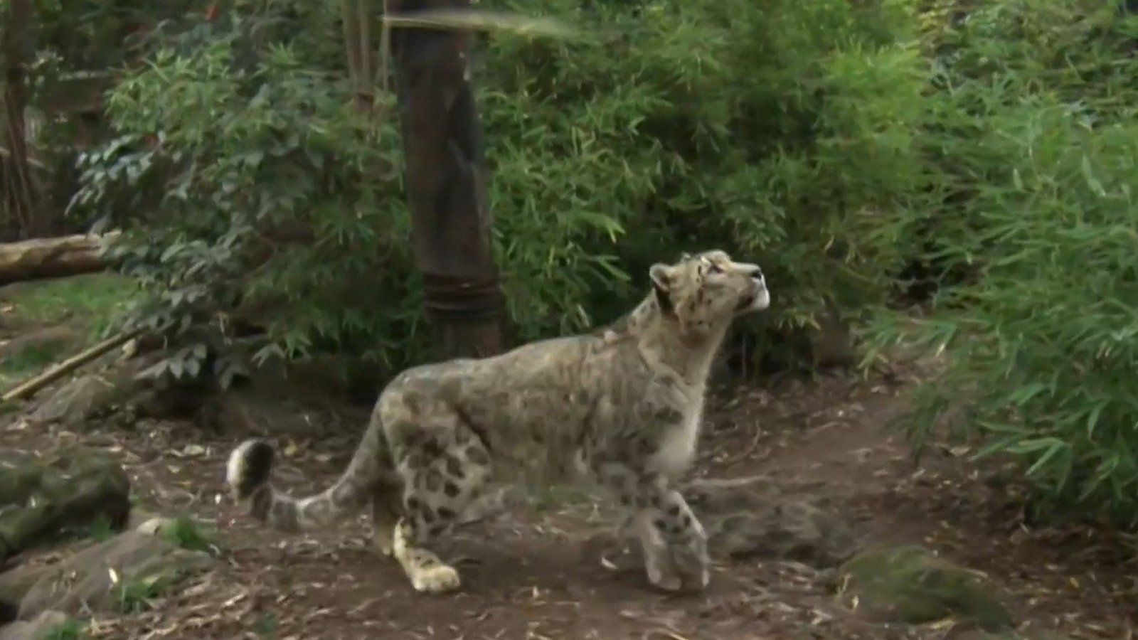 Carla y Rafa en el Buin Zoo: ¡El sorprendente leopardo de las nieves!
