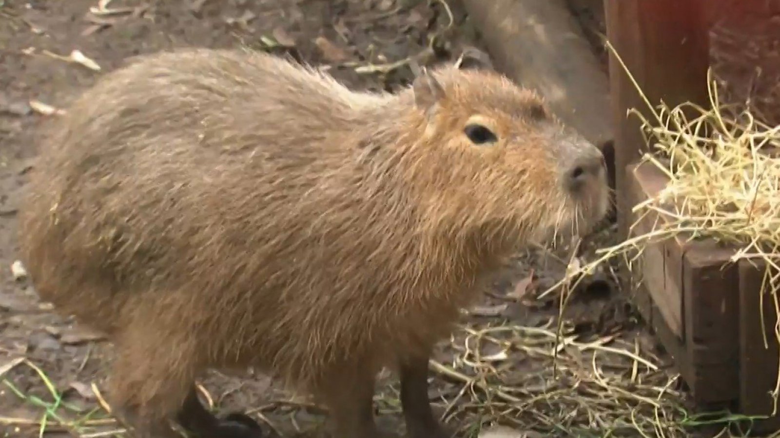 Los capibaras, los nuevos mejores amigos del "Buenos Días a Todos"
