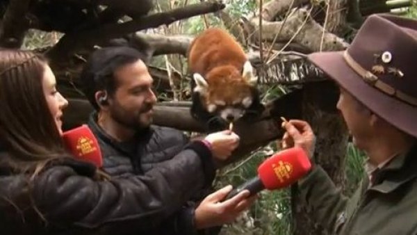 ¡Los pandas rojos se toman el "Buenos Días a Todos"!
