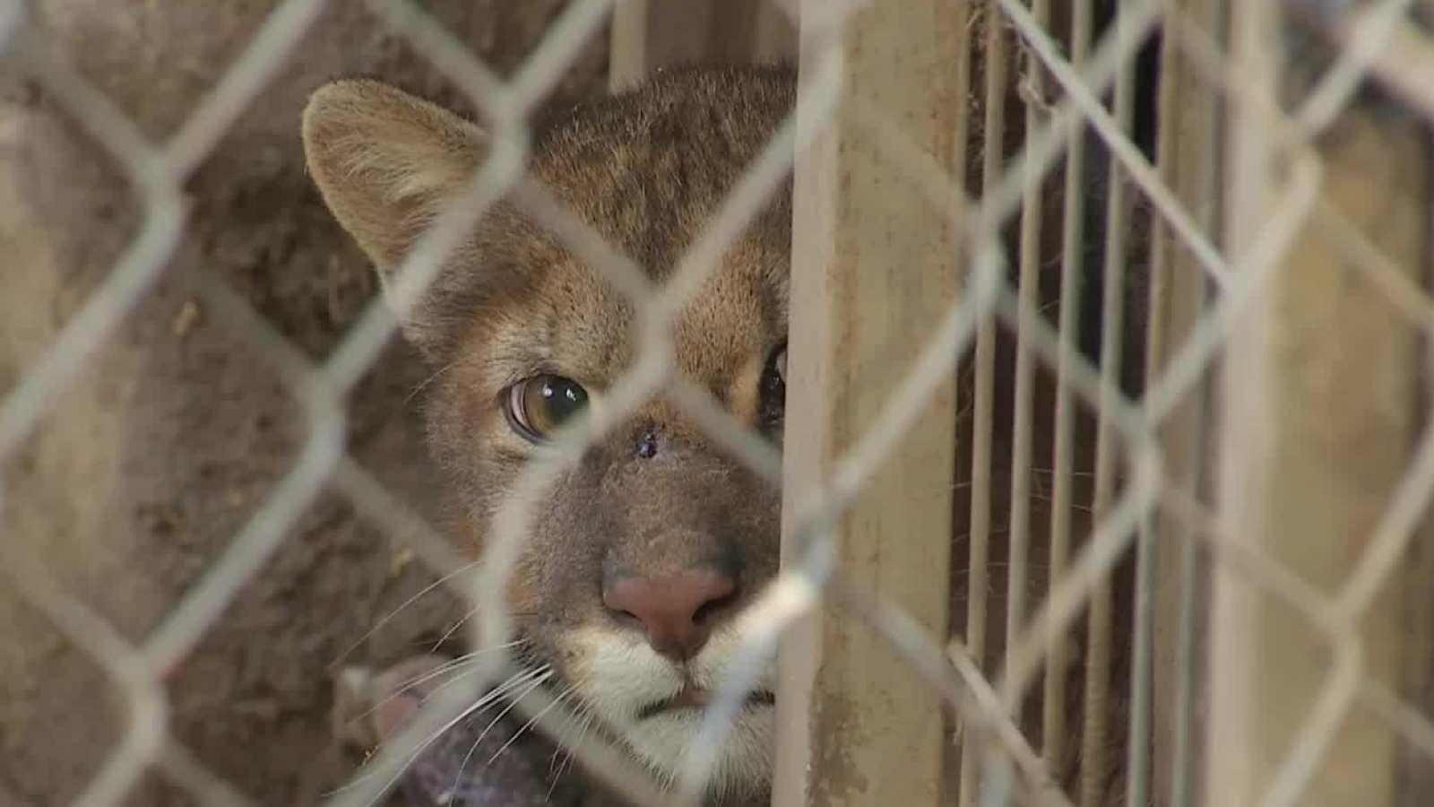 <p>Puma enjaulado.</p>
