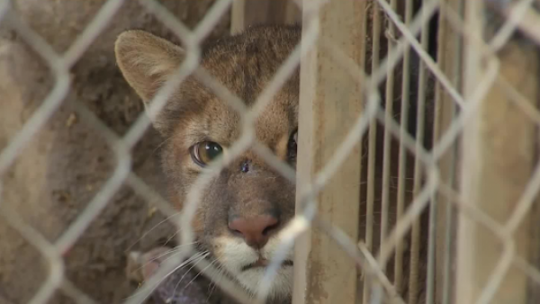 <p>Puma enjaulado.</p>Rescatan a pequeño puma capturado de manera ilegal
