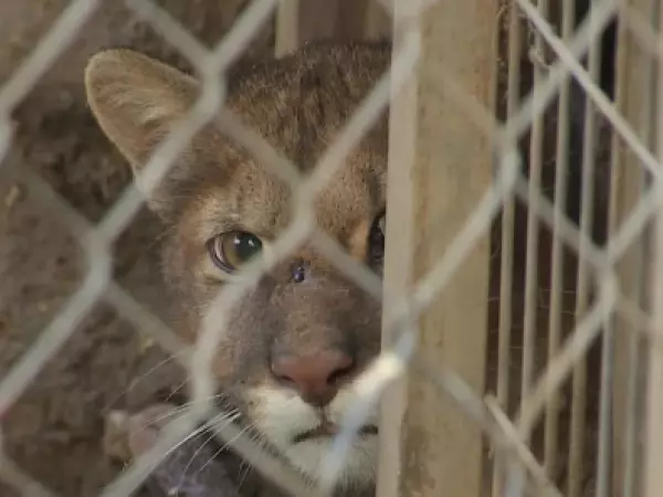 Puma enjaulado.