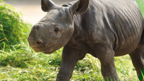 ¡Bienvenido Silverio! Buin Zoo confirma el nacimiento del tercer rinoceronte blanco de Sudamérica