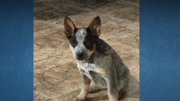 Violenta encerrona en Peñalolén: Robaron su camioneta y se llevaron a su perrito

