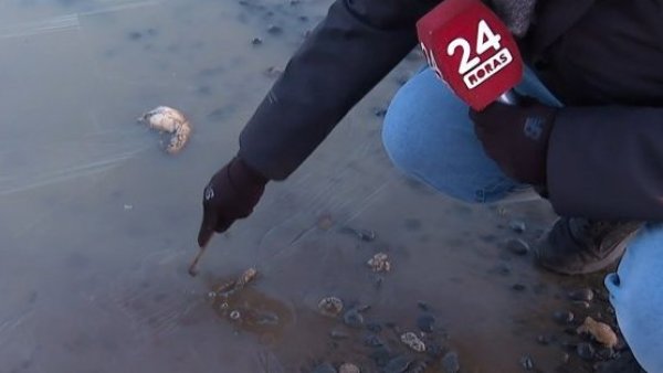 Ola polar en el país: ¡Todo congelado en Temuco!
