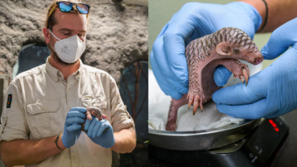 Es la especie más traficada del mundo: nace en Praga la segunda cría de pangolín chino en Europa