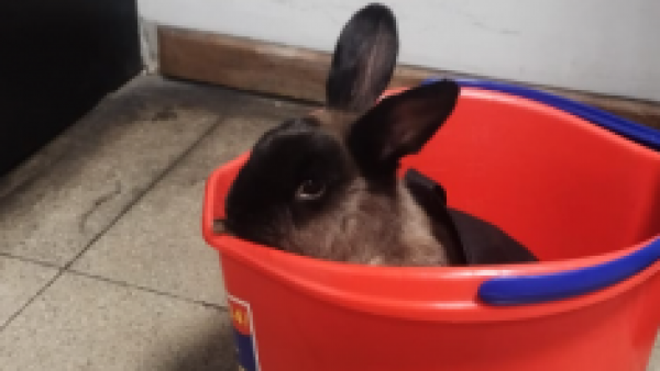 ¡ATENCIÓN! Metro busca a dueño de conejo perdido en estación Barrancas