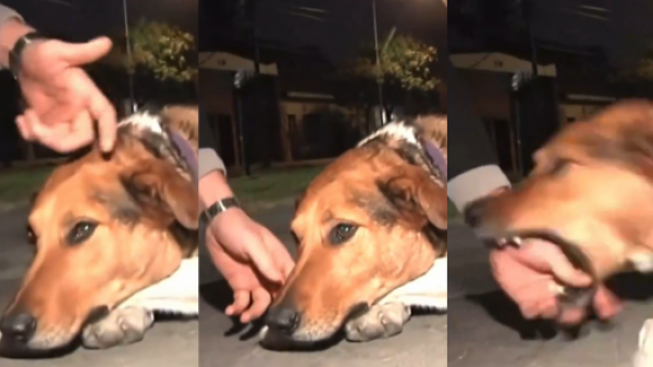 Periodista es mordido por un perro en plena transmisión en vivo