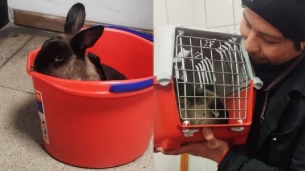 Conejito perdido en el Metro fue adoptado por trabajador