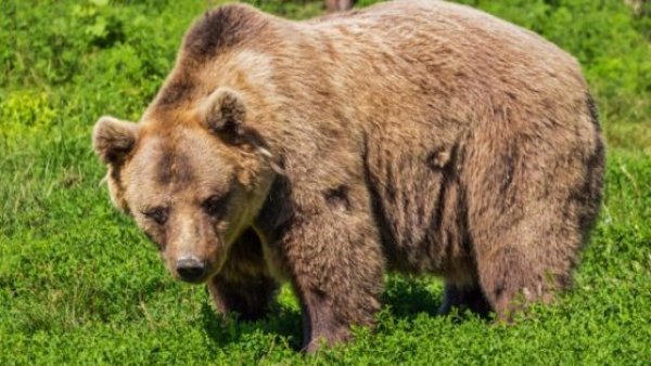Frenan orden de ejecutar a un oso que atacó a turista en Italia