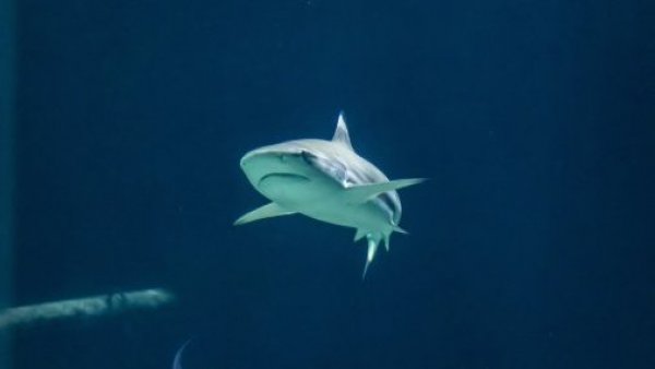 "Primera vez en el mundo": Detectan tiburones intoxicados con cocaína en Brasil