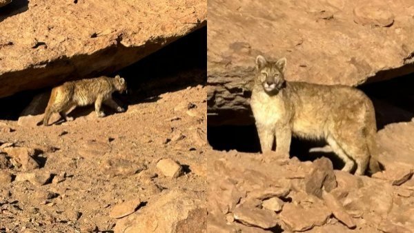 Capta a puma cerca de San Pedro de Atacama
