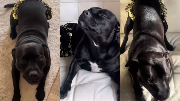 Perrita influencer rompe las redes sociales con su baile al "estilo Shakira"
