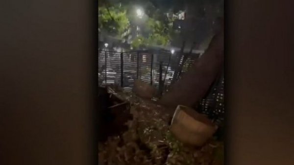 "¡Se fue...se fue!": El impresionante registro de la caída de árbol por fuente viento
