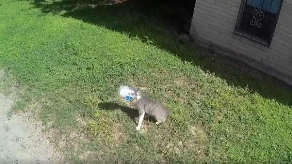 Rescatan a gato que quedó con la cabeza atrapada en un frasco