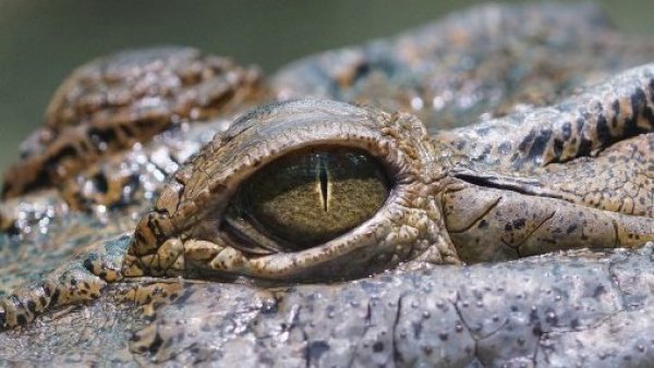 Hallan restos humanos dentro de un cocodrilo en Australia
