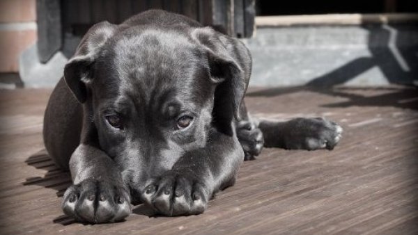 Zoólogo británico condenado a 10 años de carcel en Australia por violar a perros
