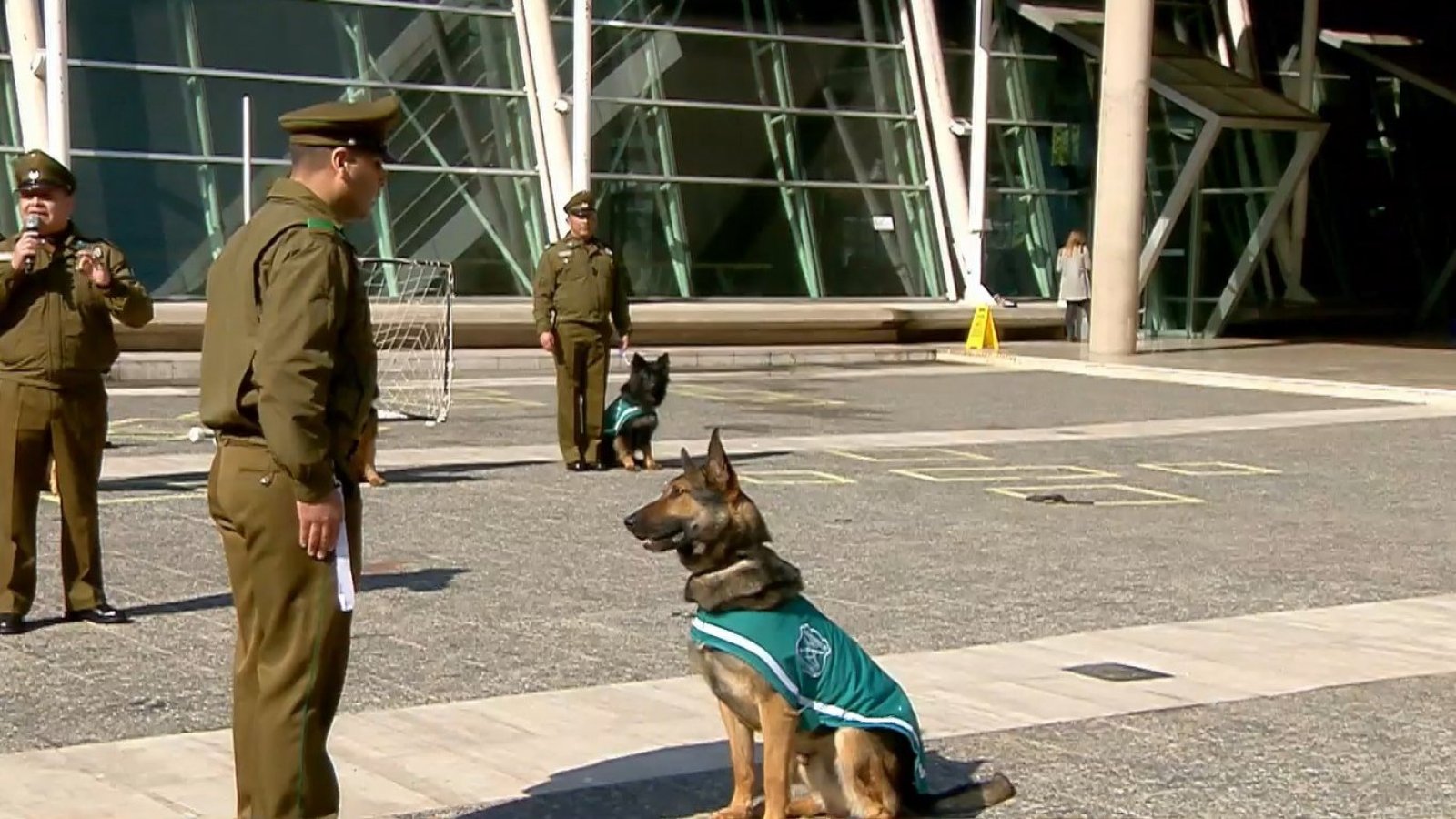 El Escuadrón Canino de Carabineros nos sorprende con sus grandes habilidades
