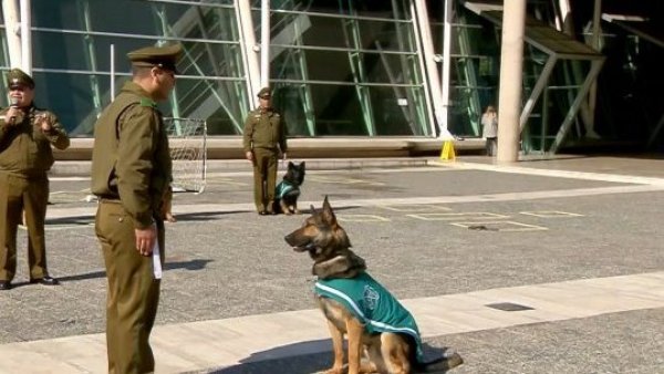 El Escuadrón Canino de Carabineros nos sorprende con sus grandes habilidades
