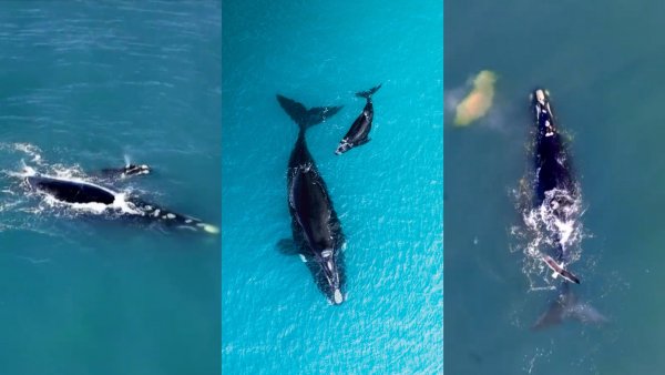 Explican inusual avistamiento de ballena y su cría en Concón
