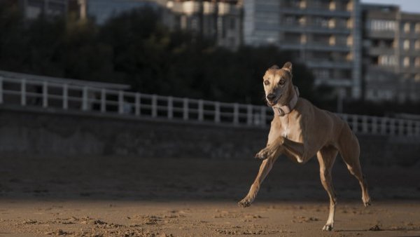 Congreso rechaza proyecto que prohibía las carreras de perros

