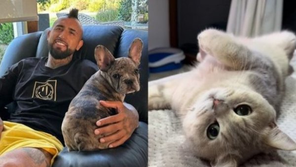 <p>Arturo Vidal. Gato. </p>Arturo Vidal pide ayuda para encontrar a su gato: "Es una situación difícil"
