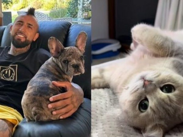 Arturo Vidal. Gato.