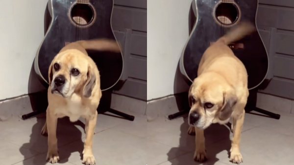 Perro se viraliza en TikTok tras tocar la guitarra con su cola