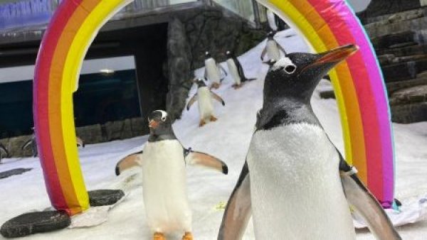Murió Sphen, el pingüino gay más famoso del mundo que formó una familia con su pareja Magic