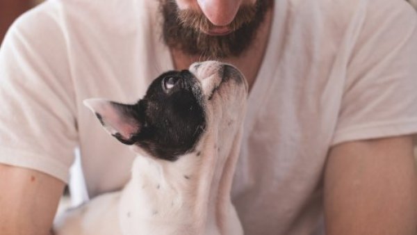 Los perros entienden palabras aunque no las pronuncien sus dueños, según un estudio
