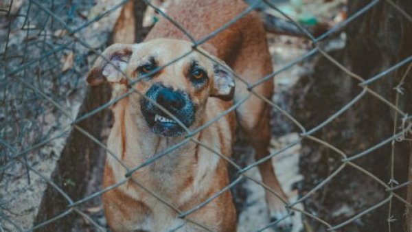 <p>Perro rabioso. </p>Ataque animal: bebé es brutalmente arrastrado por dos perros en Argentina
