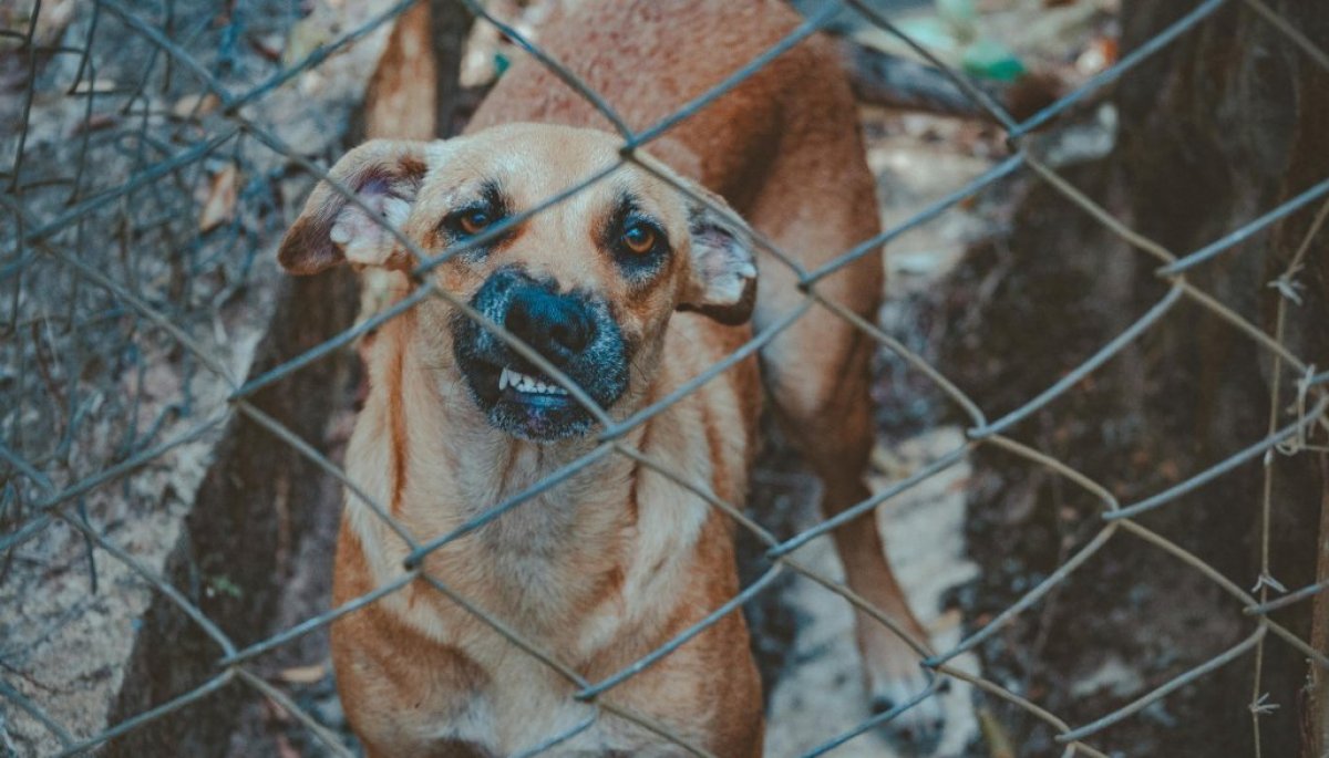 Ataque animal: bebé es brutalmente arrastrado por dos perros en ...
