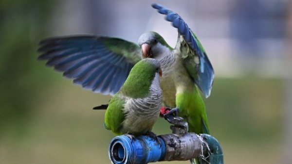 <p>Cotorras argentinas. </p>