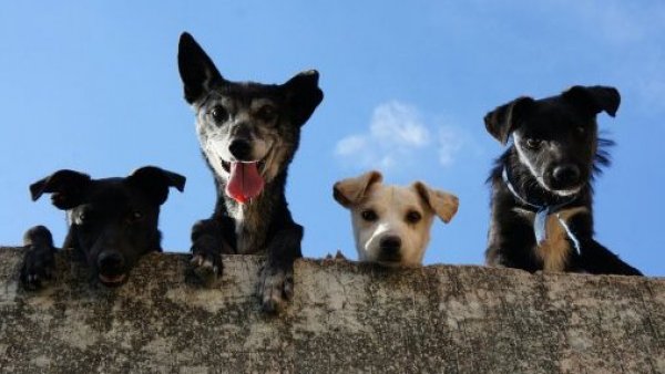 <p>Animales. Mascotas. </p>Adopta y salva vidas: inicia campaña de adopción para animales afectados por los mega incendios

