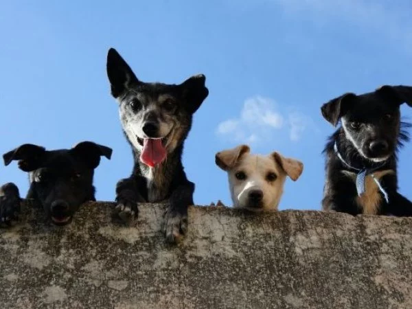 Animales. Mascotas.