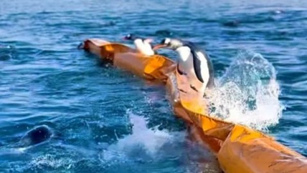 Captan a pingüinos jugando en barrera de contención
