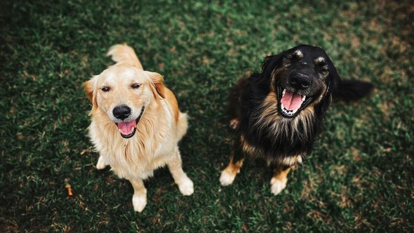 Detectan perros infectados con variante de COVID-19 en Chile
