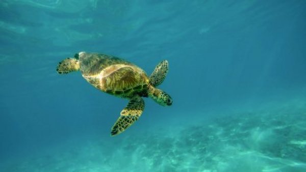 Transportaba 11 mil huevos de tortuga: mujer es detenida en Bolivia
