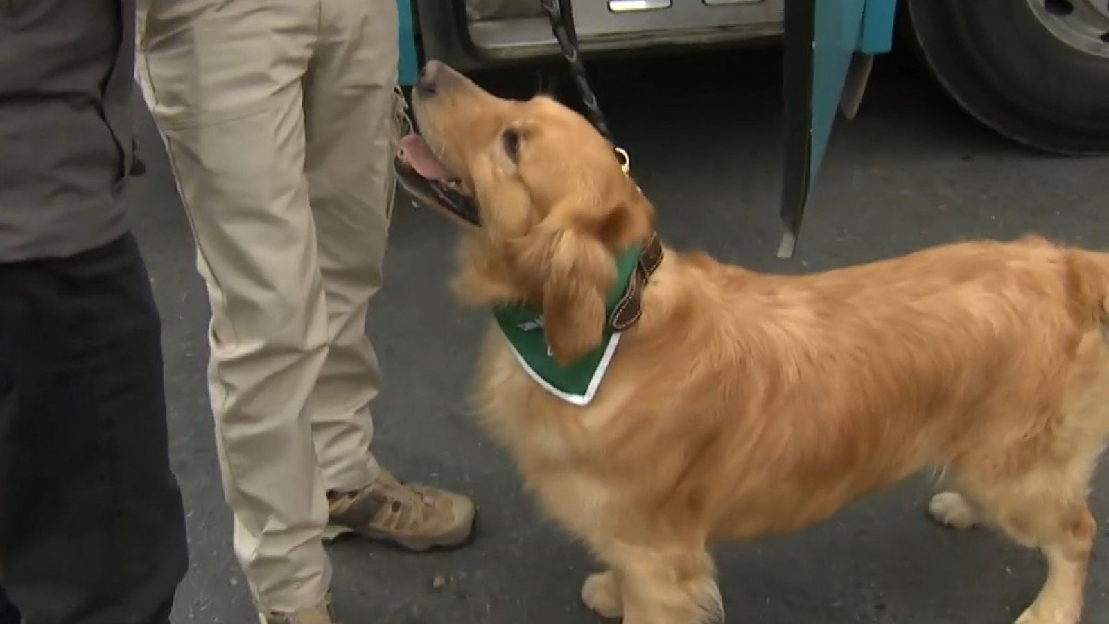Hulk, el perrito del OS7 que fiscaliza en el terminal de buses
