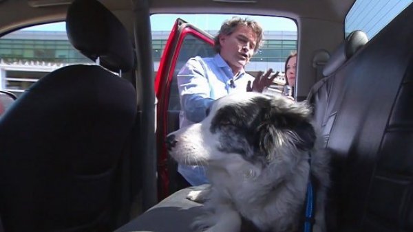 ¡Ellos también cuentan! Consejos para viajar con mascotas este 18