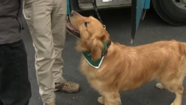 Hulk, el perrito del OS7 que fiscaliza en el terminal de buses
